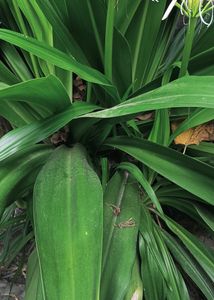 Crinum Lily Plant😍