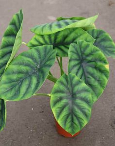 Alocasia Green Shield