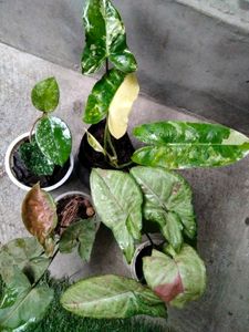 Rare Syngonium Plant Collection