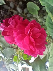Beautiful Rose🌹stem