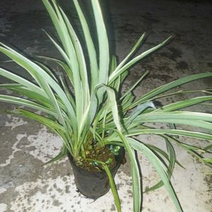 Combo Of 2 Plants