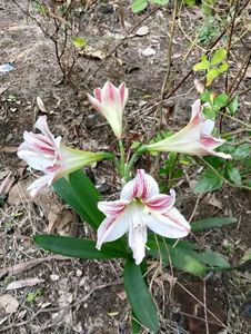 Amaryllis Lilly Bulbs - Set Of 3