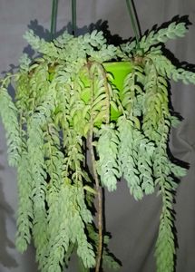 Donkey Tail