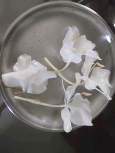 Sontakka plant With Black Dhatura