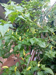 Fresh Chili Peppers - Homegrown!