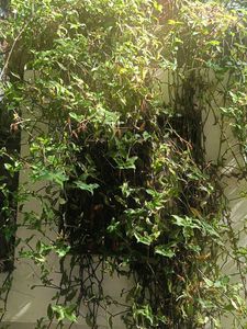 Hanging original l Plant