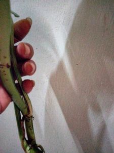 Varigated Epiprenum