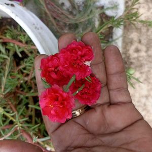 Combo Of Bud Rose/9&#39;o Clock