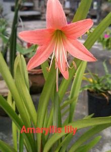 2 Colors Amarilily/Ester Lily