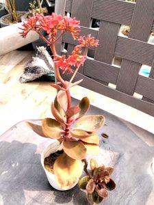 Flowering Kalaonchee With Same Pot