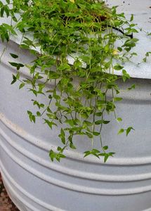 Set 3 Chlorophytum laxum &amp; Turtle Plants