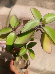 Combo Of Medicinal Plant