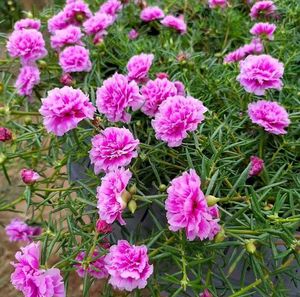 Beautiful rose moss flowesrs