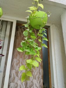 Money Plant 3 Cuttings