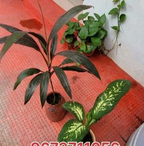 Set 3 Money &.Dieffenbachia & Red Areca Plant