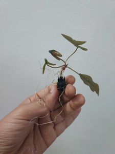 Live Waterlily Bulbs With Roots and Leaves