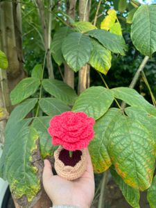Crochet Rose in Pot