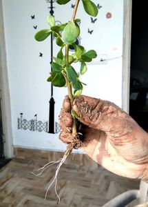 4 Rooted Plant