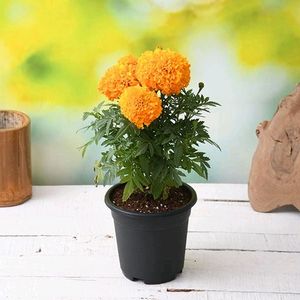 Red Football Lily Plant &amp; Orange Marigold Plants Set with Pots
