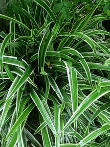 spider plant