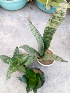 3 Airpurifing Plants Combo