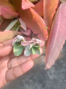 Both Combo Of Pencil Cactus And Stone Plant