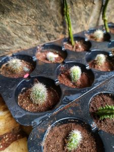 Unique Green Cactus in Black Pot