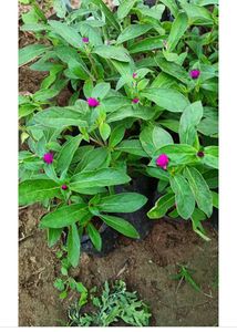 Gomphera plants