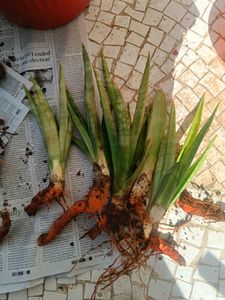 Combo Of Live Snake Plant -2 And Seeds
