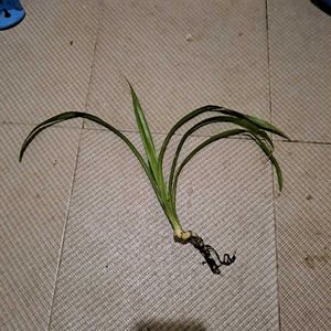 Kevada Pandanus / Thazampoo Plant