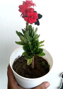 Kalanchoe And Naag Champa Plant