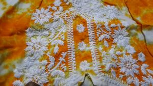 Chikankari Kurti 💗
