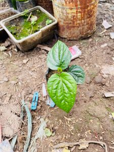 Pan Plant