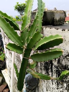 Pink Dragon Fruit Plant