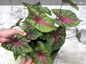 Combo of 2 Plants