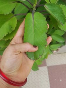 Patharchatta ( Kalanchoe )