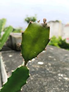 Pink Dragon Fruit Plant