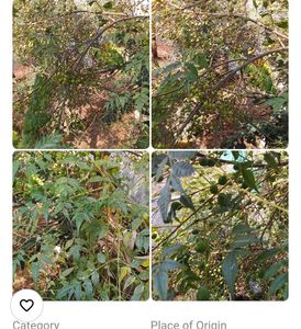 Great Neem Seeds 350gms