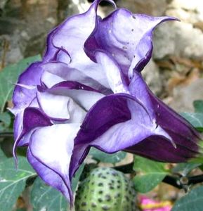 Multy Layer Voilet Colour  Dhutra Plants ,Lord Shiva's Favourite Flower , Pack Of 1