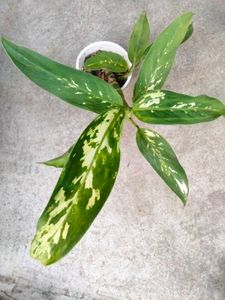 Collection Of House Plants Combo