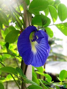 Blue Aparajita