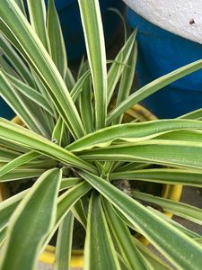 Spider Plant Cutting 4 Pcs