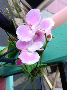Limited Stock Orchids Plants