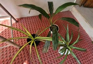 3 Set Beautiful Plants