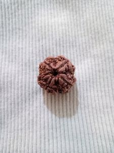Original 4 mukhi rudraksha📿