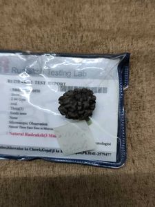 Trimukhi New Rudraksha
