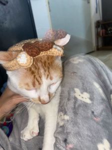 Crocheted Reindeer Cat Hat