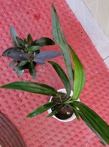 Pack 2 Dracaena Mahatma &amp; Heart Purple Plant &amp; Pot