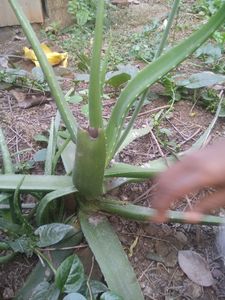 Alovera Plants 1pc
