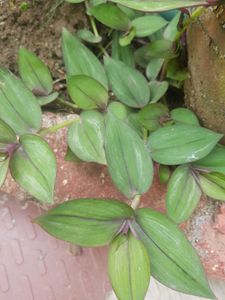 Turtle Vines ( Wandering Jew ) Plants